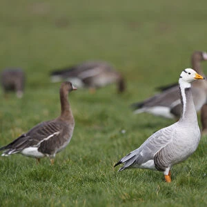 Bar-headed Goose (Anser indicus) and Greater White-fronted Geese (Anser albifrons)