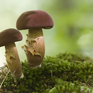 Bay Bolete (Boletus badius) mushrooms, Texel, Noord-Holland, The Netherlands