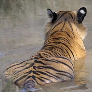 Bengal Tiger (Panthera tigris tigris) relaxing in water, seen from behind, India