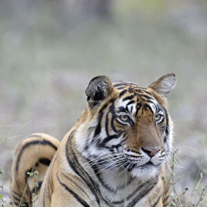 Bengal Tiger (Panthera tigris tigris) lying in grass, India, Rajasthan, Sawai Madhopur