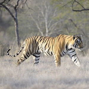 Bengal Tiger (Panthera tigris tigris) walking, sideview, India, Rajasthan, Sawai Madhopur