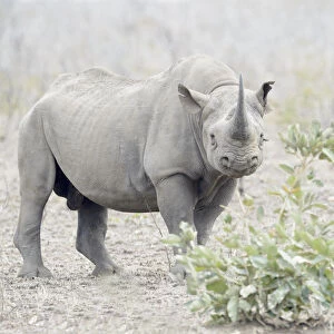 Black Rhinoceros (Diceros bicornis) standing on savannah, looking at camera