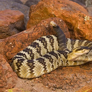 Black-tailed Rattlesnake (Crotalus molossus), Arizona