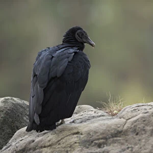 Black Vulture (Coragyps atratus) captive, North Rhine-Westphalia, Germany