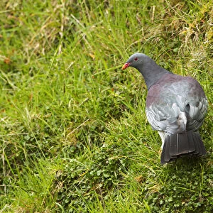Chatham Pigeon (Hemiphaga chathamensis), Chatham Island, New Zealand