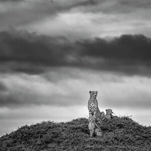 Cheetah (Acinonyx jubatus) mother with two cubs on top of a termite mound overlooking the savanna, Maasai Mara National Reserve, Rift Valley Province, Kenya