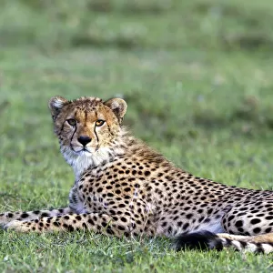 Cheetah (Acinonyx jubatus) resting in the grass, Tanzania, Serengeti