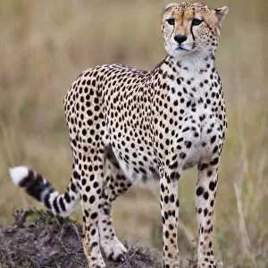 Cheetah (Acinonyx jubatus) standing on a hill. The Cheetah is the fastest land animal