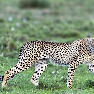 cheetah (Acinonyx jubatus) walking on the Serengeti Plains, Tanzania, Serengeti