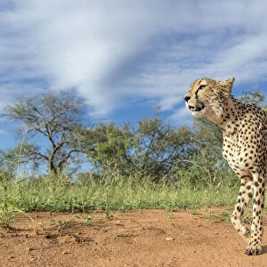 Cheetah (Acinonyx jubatus) walking in the sun, Kruger NP, Hoedspruit, South Africa