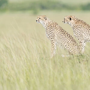 Two Cheetahs (Acinonix jubatus) standing on the look out at savanna, Masai Mara, Kenya