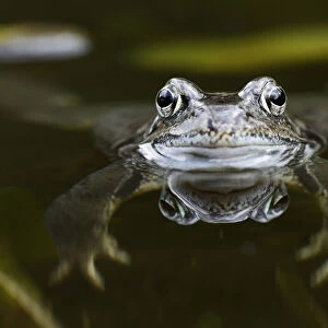 Common Frog (Rana temporaria) floating in pond, Bursfelde, Lower Saxony, Germany