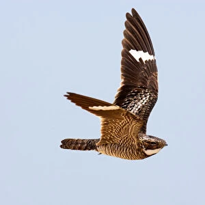 Common Nighthawk (Chordeiles minor) flying, Texas, USA
