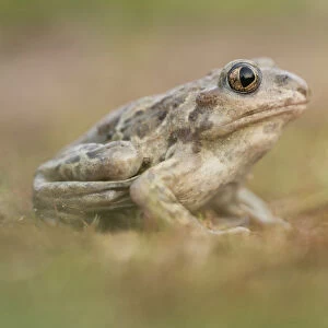Common Spadefoot Toad (Pelobates fuscus) female, Nuland, Noord-Brabant, The Netherlands