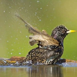 Common Starling (Sturnus vulgaris) bathing, Rhineland-Palatinate, Germany