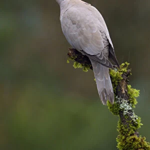 Eurasian Collared Dove (Streptopelia decaocto), British Columbia, Canada