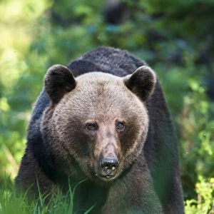 European brown bear (Ursus arctos arctos) portrait, Ida-Viru region, Estonia, Ida-Viru region