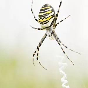Female Wasp Spider (Argiope bruennichi) sitting in her web, Balloerveld, The Netherlands