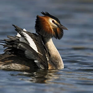 Great Crested Grebe (Podiceps cristatus) male displaying on the water, Noord-Holland