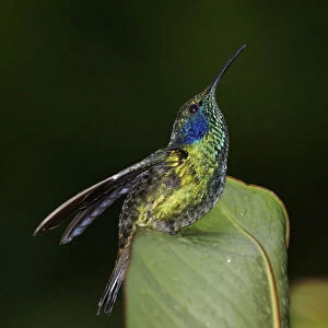 Green Violet-ear (Colibri thalassinus) hummingbird displaying, Costa Rica