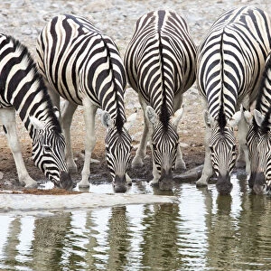 Herd of Burchellaes Zebra (Equus quagga burchellii) in a row drinking at the edge of a