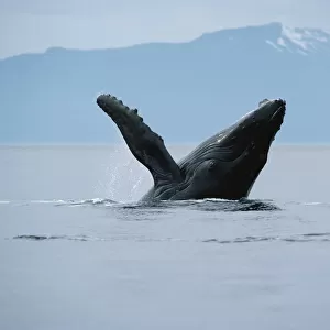 Humpback Whale (Megaptera novaeangliae) breaching, Hawaii