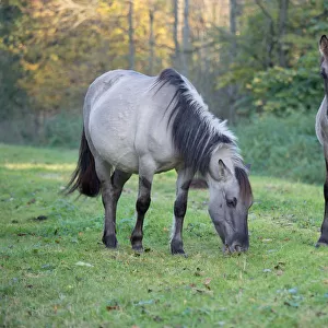 Konik Horse (Equus ferus caballus) mare and foal foraging, Horsterwold, Stille Kern