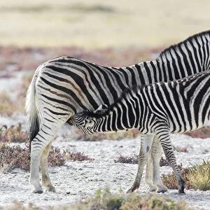 Full length view of young Plains Zebra (Equus quagga) feeding from adult female on open