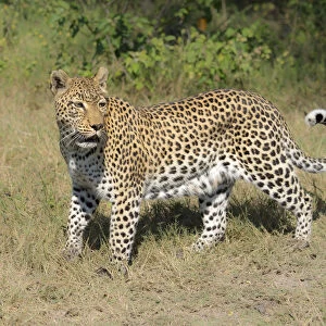 A Leopard (Panthera pardus) hunting in the day, Botswana, Moremi, Khwai Reserve