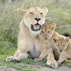 Lion (Panthera leo) cubs playing with lioness mother in the savanna