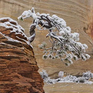 Pine (Pinus sp) tree on sandstone, Zion National Park, Utah