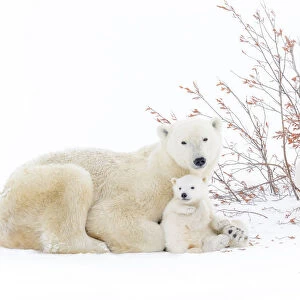 Polar bear mother (Ursus maritimus) lying down on tundra, with two new born cubs playing