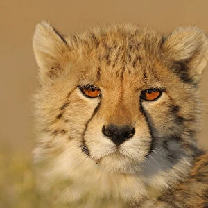 Portrait of a young Cheetah (Acinonyx jubatus), South Africa, Northern Cape, Upington