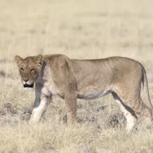 Subadult lioness (Panthera leo) walking through dry grass, Etosha National Park, Namibia