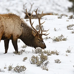 Wapiti (Cervus canadensis) foraging in the snow, Yellowstone National Park, Wyoming, USA