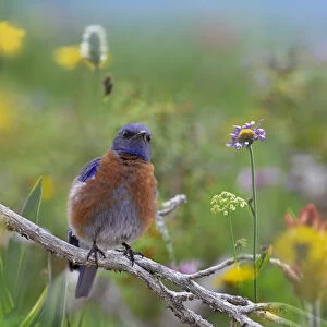 Western Bluebird (Sialia mexicana) male, Santa Fe, New Mexico