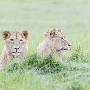 Two young male lions (Panthera leo) lying down together, Msai Mara national reserve