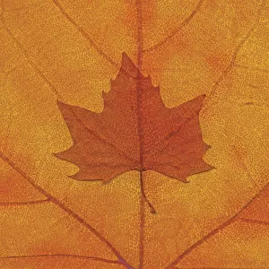 Maple, Norway maple, Acer platanoides