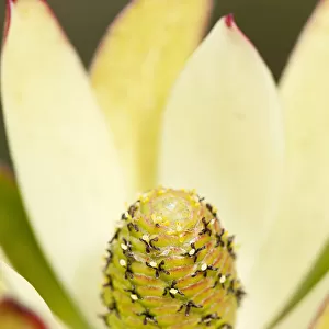 Protea, Leucadendron protecea Safari Sunset