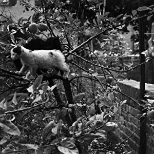 A cat makes his escape through a tree in the back garden of his home as he is chased by a