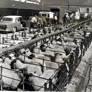 Cowbridge Market - A scene in the cattle market at Cowbridge. 27th July 1964