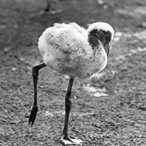 A very ugly young Flamingo