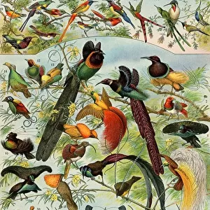 Bird of paradise, hummingbirds, and other long-billed birds. Color lithograph