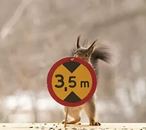 Red Squirrel standing with a Restricted vehicle height sign