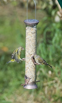 Images Dated 4th September 2006: 002939