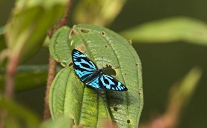 Images Dated 2009 March: 004622