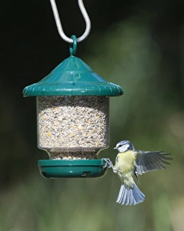 Images Dated 2009 August: 005647