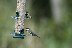 Images Dated 11th September 2009: 005715