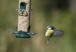 Images Dated 11th September 2009: 005717