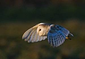 Images Dated 2010 January: 005865